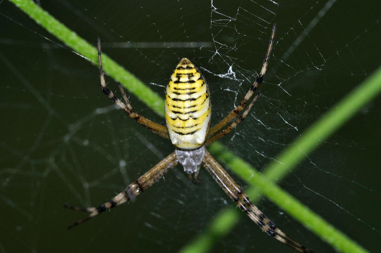 Argiope .....